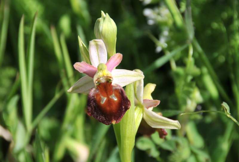 Altra orchidea da determinare